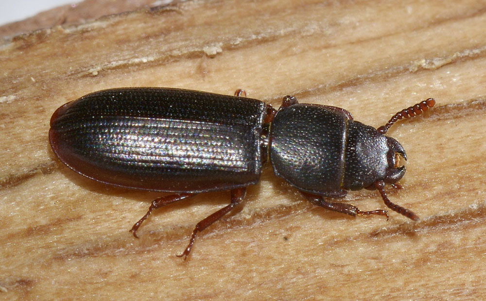 Tenebroides mauritanicus o fuscus?